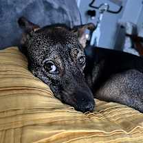 Thumbnail photo of Ryker #4