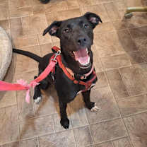 Thumbnail photo of Sookie #1