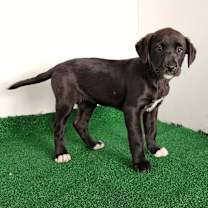 Thumbnail photo of Sookie #3