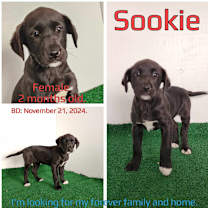 Thumbnail photo of Sookie #4