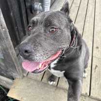 Thumbnail photo of Benji #1