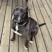 Thumbnail photo of Benji #2