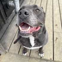 Thumbnail photo of Benji #3