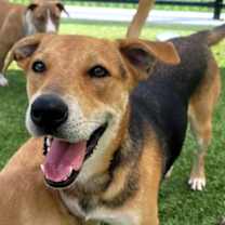 Thumbnail photo of Stetson #1