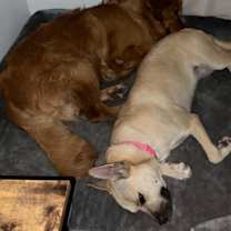 Thumbnail photo of Luna #2