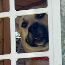 Thumbnail photo of Luna #4