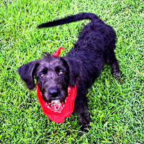 Thumbnail photo of Remi #1