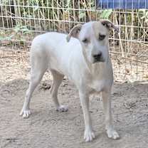 Thumbnail photo of Rocket Dog #1