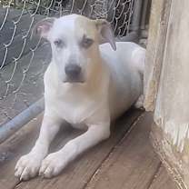 Thumbnail photo of Rocket Dog #2