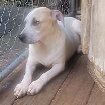 Thumbnail photo of Rocket Dog #3