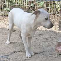 Thumbnail photo of Rocket Dog #4