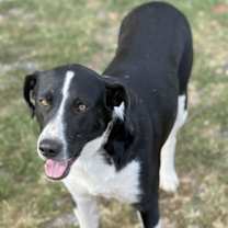 Thumbnail photo of BEAUREGARD #1