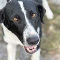 Thumbnail photo of BEAUREGARD #2