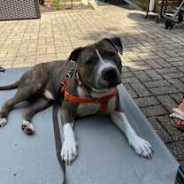 Thumbnail photo of Bones #2