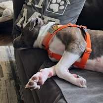 Thumbnail photo of Bones #4