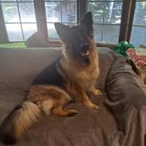 adopt-pet