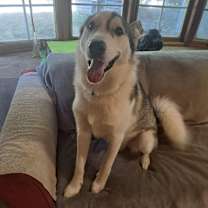 Thumbnail photo of Konjo #3