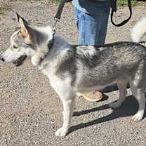 Thumbnail photo of Konjo #1