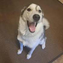 Thumbnail photo of Konjo #4