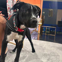 Thumbnail photo of Thanos #1