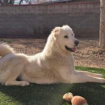 Thumbnail photo of Ashley- Armenian Gampr #1