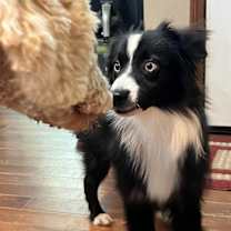 Thumbnail photo of Oreo ~ 18 lbs of love ~ #1