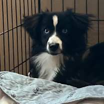 Thumbnail photo of Oreo ~ 18 lbs of love ~ #3