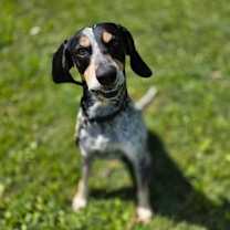 Thumbnail photo of Scrappy #1