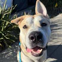 Thumbnail photo of Tug #1