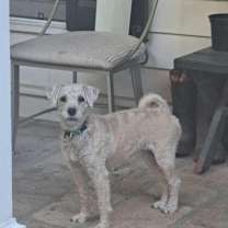 Thumbnail photo of Buffy and Scruffy- Bonded Pair #3