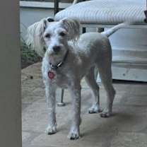 Thumbnail photo of Buffy and Scruffy- Bonded Pair #4