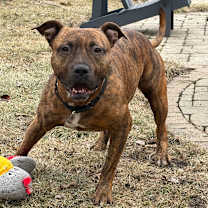 Thumbnail photo of Turkey #4