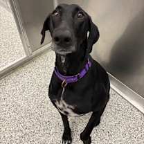 Thumbnail photo of Molly #3