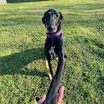 Thumbnail photo of Molly #4