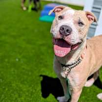 Thumbnail photo of Ross #3