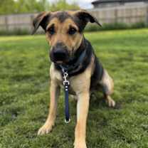 Thumbnail photo of Bobo #4