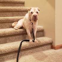 Thumbnail photo of Inka #4