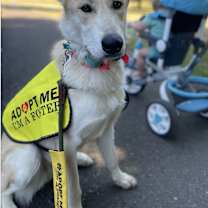 Thumbnail photo of Suri #1