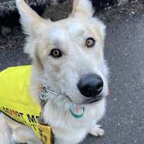 Thumbnail photo of Suri #2