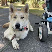 Thumbnail photo of Suri #3