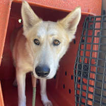 Thumbnail photo of Suri #4