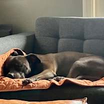 Thumbnail photo of Samson #2