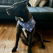 Thumbnail photo of Samson #3