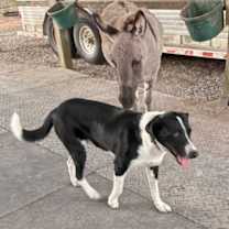 Thumbnail photo of BEAUREGARD #3