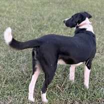 Thumbnail photo of BEAUREGARD #4