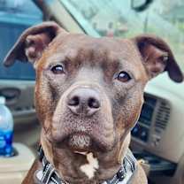 Thumbnail photo of Samson #1