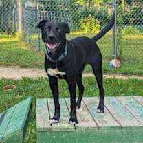 Thumbnail photo of Harley #3