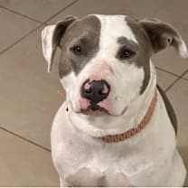 Thumbnail photo of Daisy #2