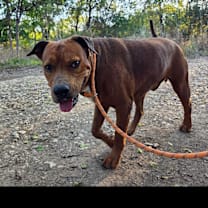 Thumbnail photo of Alamo #1