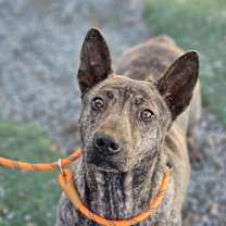 Thumbnail photo of Nala #1